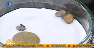 Krpelji i kako sa njima - video