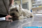 Carski rez Westy