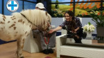 Embedded thumbnail for Ljubav prema konjima - Maja Ivković Ivandekić, veterinar, RTV City Subotica