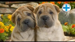 Embedded thumbnail for Šar pej - Entropium - Uvrtanje očnih kapaka - Mario Tikvicki, veterinar, RTV City Subotica Shar pei