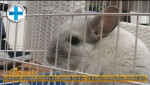 Embedded thumbnail for Činčila - zanimljivosti - Baki Goran, veterinar, RTV City Subotica