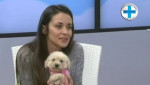 Embedded thumbnail for VAKCINACIJA PASA... kada, kako, zašto? - Maja Ivković Ivandekić, veterinar - RTV City